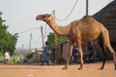 Kamerun-2011-2012-391-Medium